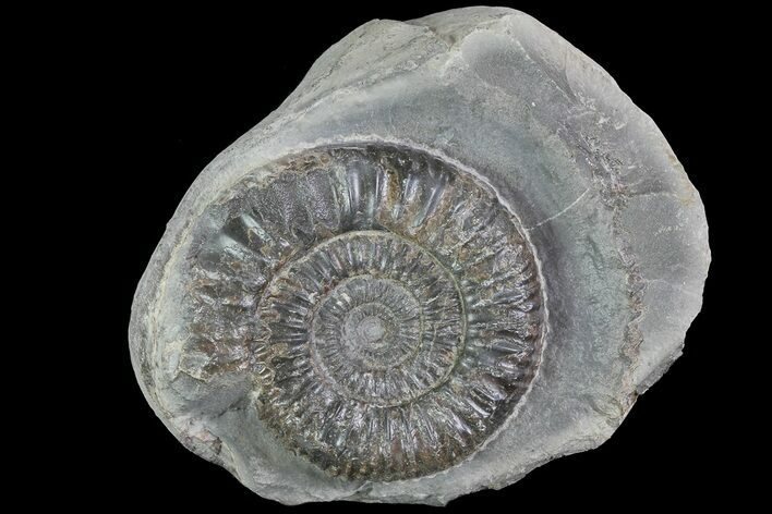 Dactylioceras Ammonite Fossil - England #84935